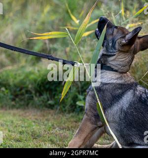 Ein verspielter, vier Monate alter Schäferhund. Grünes Gras im Hintergrund Stockfoto