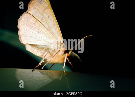 Colotois pennaria - Federdornmotte Stockfoto