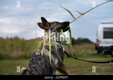 Ein verspielter, vier Monate alter Schäferhund. Grünes Gras im Hintergrund Stockfoto