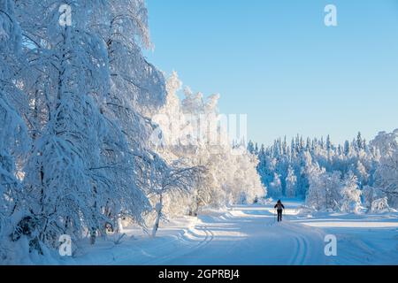 Skilanglauf in den Wäldern Finnisch-Lapplands Stockfoto