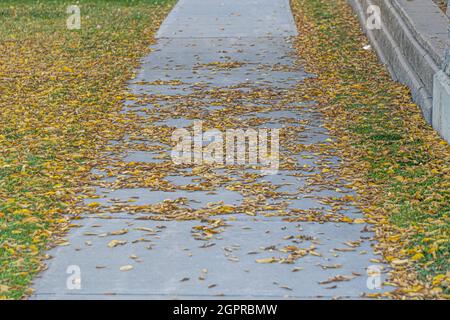 Braune Blätter verstreut auf einem Bürgersteig im Herbst Stockfoto