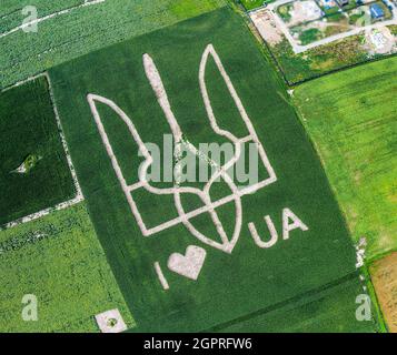 Das riesige Symbol des Landes Ukraine ist ein Dreizack, der von Maiskeimen in einem Maisfeld geschaffen wird. Blick von oben. 05.08.2021, Ukraine, Dorf Velyka Olek Stockfoto