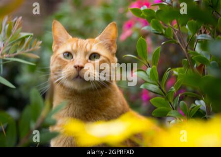rote Katze im Garten Stockfoto