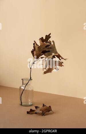 Trockener Eichenzweig in einer Vase auf braunem und hellbeigem Hintergrund. Herbstkonzept. Stillleben. Stockfoto