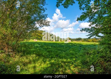 September tauchte von seiner schönsten Seite auf. Die ländliche Szene wurde in der Holsteinischen Schweiz, Deutschland, fotografiert. Stockfoto