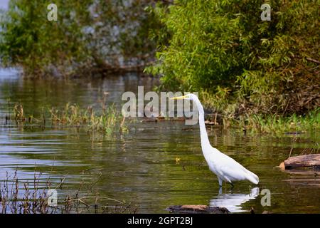 An den Ufern des French Board River in Tennessee jagt Ergret geduldig nach Nahrung. Stockfoto