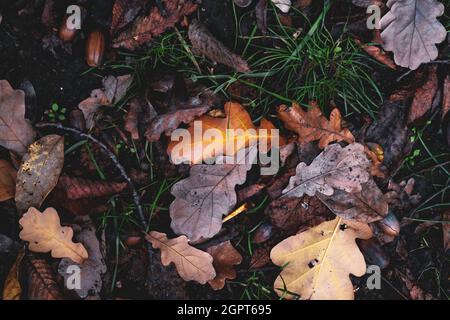 Bunte Hintergrund des herbstes aok Baum Blätter Hintergrund aus nächster Nähe. Trockene Eiche Blätter Herbst auf dem Boden. Hintergrund mit hoher Auflösung. Stockfoto