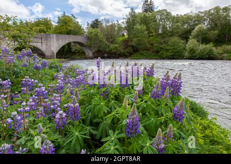 Wilde Lupinen (Lupinus perennis) blühen an einem Fluss in Scotalnd Stockfoto