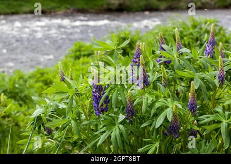 Wilde Lupinen (Lupinus perennis) blühen an einem Fluss in Scotalnd Stockfoto