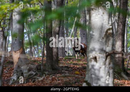 Muflon-Porträt, aufgenommen in einem siebenbürgischen Wald. Rumänische Tierwelt im Herbst. Wilde Schafe. Stockfoto
