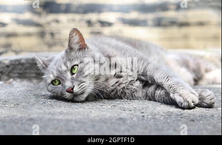 Nahaufnahme Porträt der schönen grauen Katze mit grünen Augen liegen auf dem Boden im Freien. Stockfoto