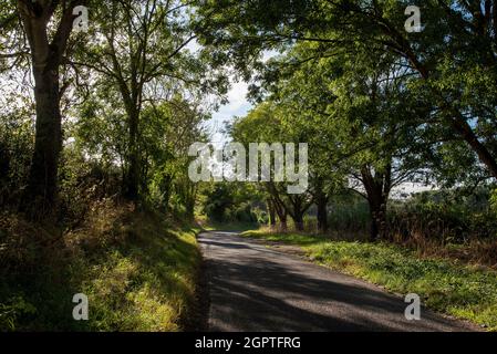 Hampshire, England, Großbritannien. 2021. Am späten Nachmittag scheint im Frühherbst in Hampshire, Großbritannien, auf einer Landstraße Sonnenlicht durch Bäume Stockfoto