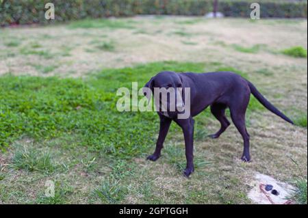 Schwarzer streunender Hund im Park Stockfoto