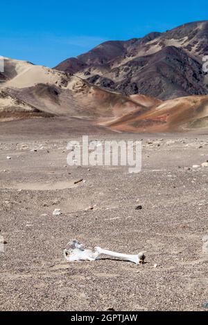Verstreute Knochen in einer Wüste, die den Chauchilla-Friedhof in Nazca, Peru, umgibt Stockfoto