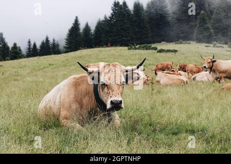 Gruppe von Kühen der Aubrac Rasse auf dem Feld Stockfoto