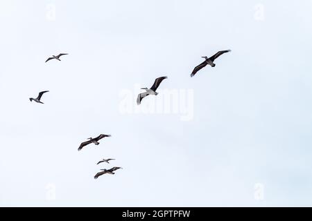 Peruanischer Pelikan (Pelecanus-Thagus) in der Nähe der Ballestas-Inseln im Paracas-Nationalpark, Peru. Stockfoto