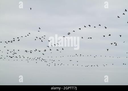 Guanay-Kormorane (Phalacrocorax bougainvillii) auf den Ballestas-Inseln im Paracas-Nationalpark, Peru. Stockfoto