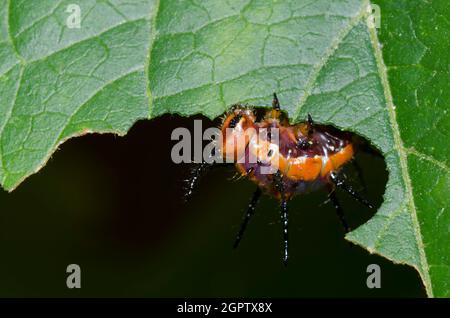 Gulf Fritillary, Agrulis vanillae, Larvenfütterung an Passionvinen, Passiflora sp. Stockfoto