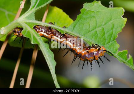 Golffritillar, Dione incarnata, Larvenfütterung von Passiflora sp. Stockfoto