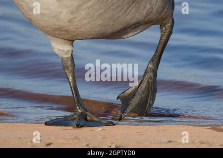 Kanadagans, Branta canadensis, mit Webfüßen Stockfoto