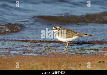 Killdeer, Charadrius vociferus, am Seeufer Stockfoto