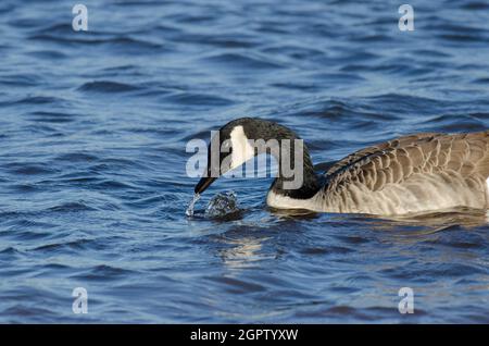 Kanadagans, Branta canadensis, trinkend Stockfoto