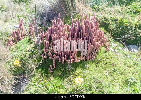 Pflanzen des Paramo Ökosystems, Ecuador Stockfoto