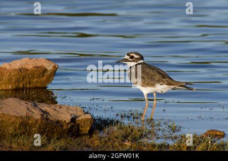 Killdeer, Charadrius vociferus, am Seeufer Stockfoto