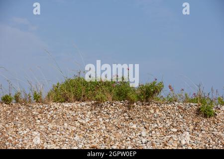 Centranthus rubur blühte im Sommer auf einer Schindeldüne in England, Großbritannien. Stockfoto