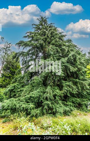 Einsames, weit wachsendes Western Hemlock, Tsuga heterophylla, steht im Pinetum Ter Borgh in der niederländischen Provinz Drenthe Stockfoto