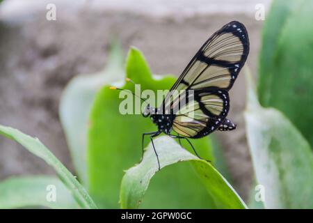 Schmetterling mit gefleckten Glasflügeln (Metona grandiosa) in Mariposario (Schmetterlingshaus) in Mindo, Ecuador Stockfoto