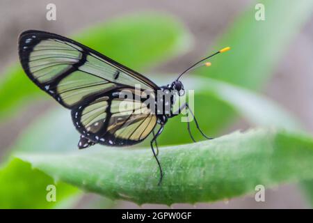 Schmetterling mit gefleckten Glasflügeln (Metona grandiosa) in Mariposario (Schmetterlingshaus) in Mindo, Ecuador Stockfoto