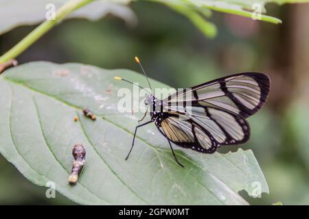 Schmetterling mit gefleckten Glasflügeln (Metona grandiosa) in Mariposario (Schmetterlingshaus) in Mindo, Ecuador Stockfoto