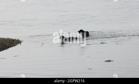 Schlepphunde gesehen Schwimmen im niedrigen Wasser am Meer. Stockfoto