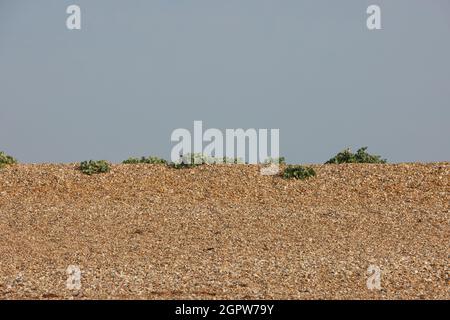 Seakale-Pflanzen wachsen auf einer Schindeldüne in Großbritannien. Stockfoto