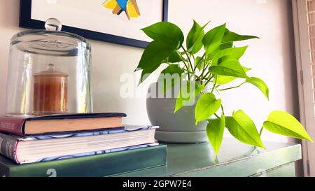 Nahaufnahme einer Pflanze in einem weißen Topf auf einem restaurierten antiken grünen Schrank neben einigen Büchern und einem Fotorahmen. Stockfoto