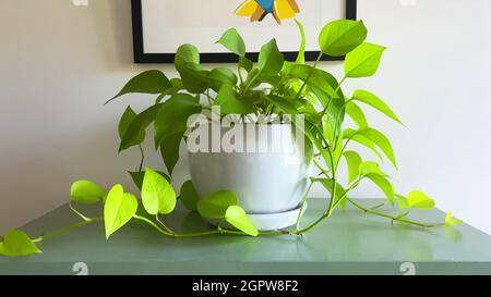 Nahaufnahme einer Pflanze in einem weißen Topf auf einem restaurierten grünen Schrank im Vintage-Stil und einem minimalistischen Gemälde im Hintergrund. Stockfoto