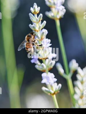 Wrorker Bee sammelt Pollen auf Lavendelblüten Stockfoto