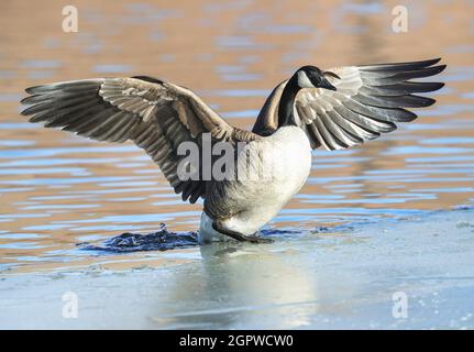 Eine Kanadische Gans sichert sich einen Halt auf dem Eis, wenn sie aus einem Wintersee mit flatternden Flügeln auftaucht. Stockfoto