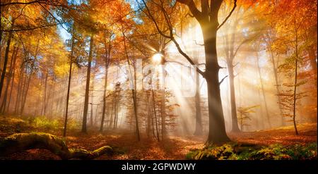 Bezaubernde Sonnenstrahlen fallen im Herbst in einem goldenen Wald durch den Nebel. Die Schönheit der Natur in den warmen Herbstfarben der Laubbäume Stockfoto