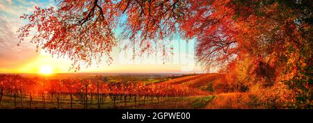 Verträumter Herbst Sonnenuntergang Landschaft Panorama, eine wunderschöne ländliche Szene mit Straße der Weinrebe auf einem Hügel mit den Zweigen der roten Bäume hängen über ihnen Stockfoto