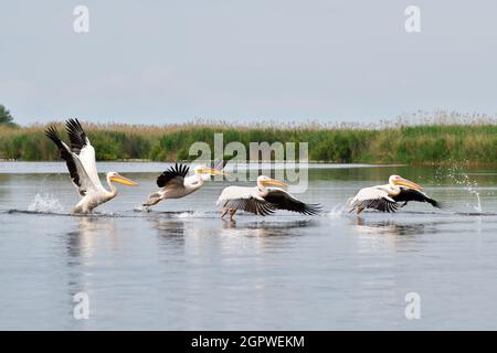 Vier große weiße Pelikane (Pelecanus onocrotalus) starten mit Schilf im Hintergrund Stockfoto