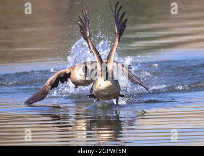 Eine Kanadagans, die von einer anderen auf dem Wasser gejagt wird, läuft direkt auf den Betrachter zu, als sie versucht, weg zu kommen. Stockfoto