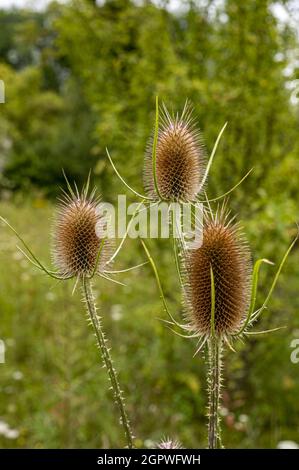 Vertikaler Schuss von geläufigen Teelöffel Stockfoto