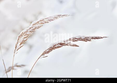 Ein trendiger Riss der Pampas im Schnee auf weißem, natürlichem Hintergrund. Stockfoto