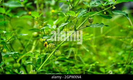 Frische Cape Gooseberry oder Physalis peruviana Früchte auf seinem Baum, Cape Gooseberry im Garten. Stockfoto