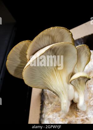 Eine Gruppe von großen Austernpilzen, Pleurotus ostreatus, die aus einem heimischen Anbaukit wachsen Stockfoto