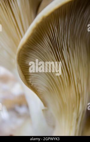 Abstrakte Nahaufnahme der Kiemen der beigefarbenen Austernpilze Pleurotus ostreatus Stockfoto