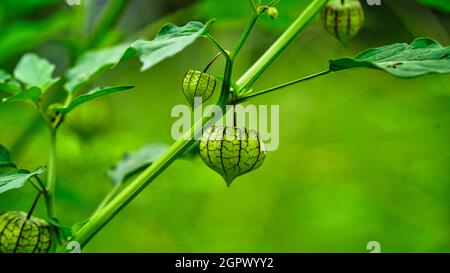 Kap Stachelbeere oder Goldene Beere oder Physalis peruviana unreife grüne Frucht auf Baum im Garten. Stockfoto