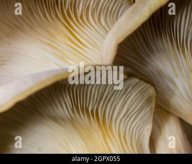 Abstrakte Nahaufnahme der Kiemen der beigefarbenen Austernpilze Pleurotus ostreatus Stockfoto